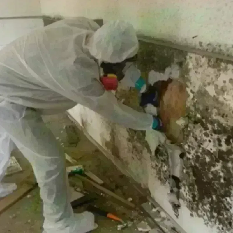 Mold Remediation and Removal in New London, CT